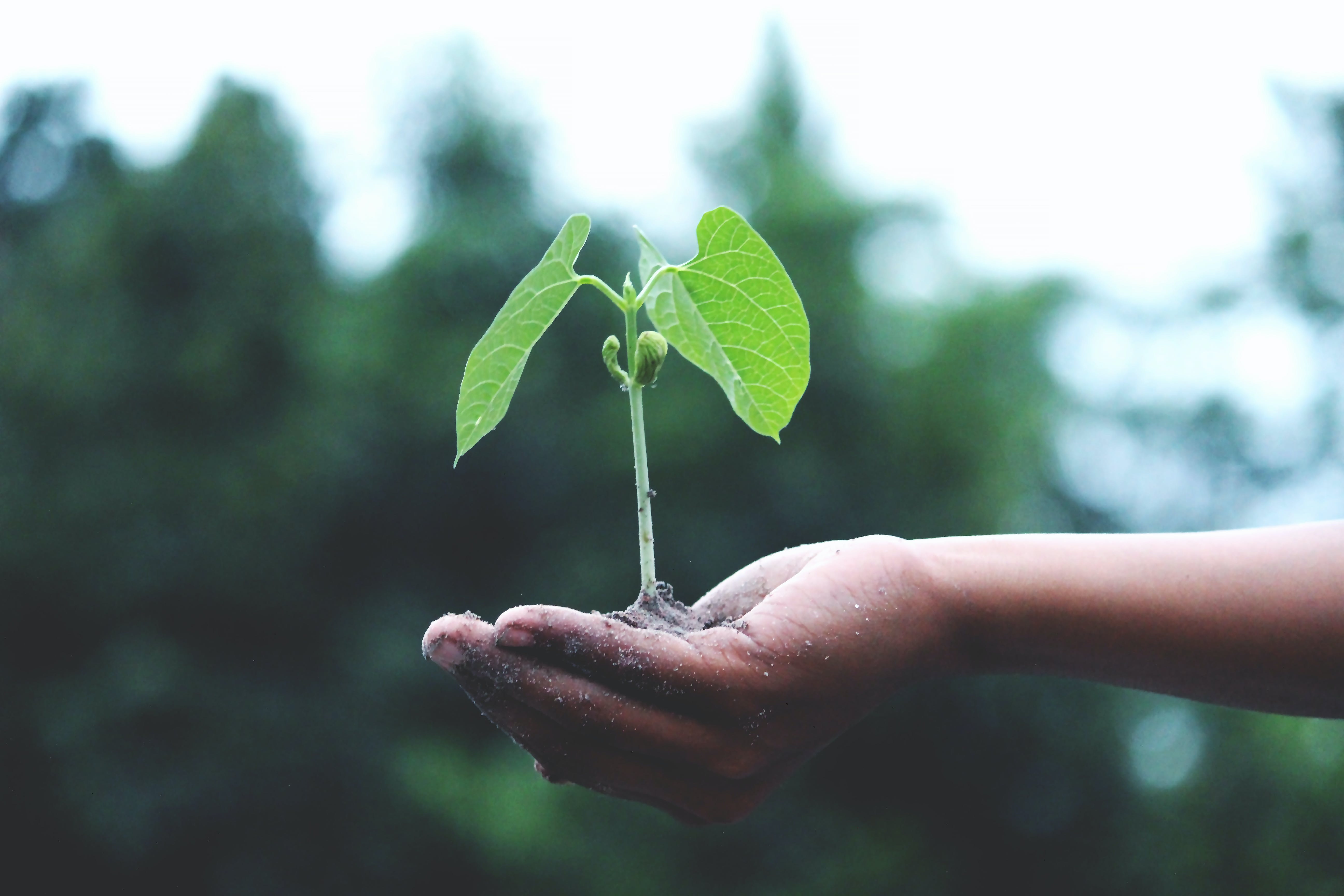 Growing Green in Small Spaces