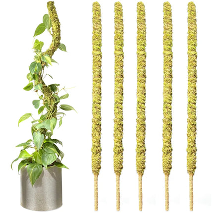 Tall Moss Pole for Plant