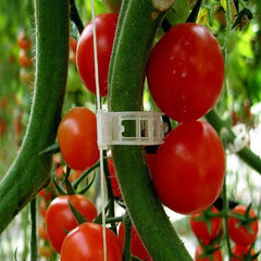 Collection image for: Garden Care and Maintenance