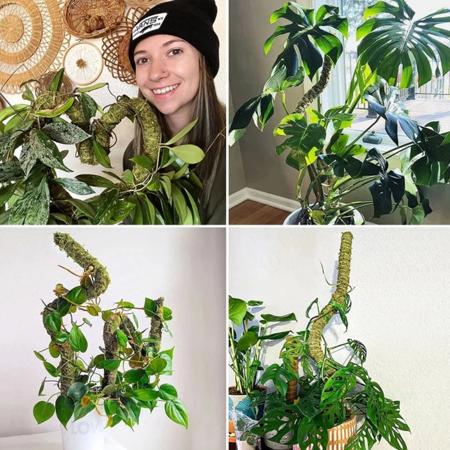 Tall Moss Pole for Plant