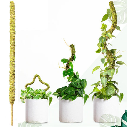 Tall Moss Pole for Plant